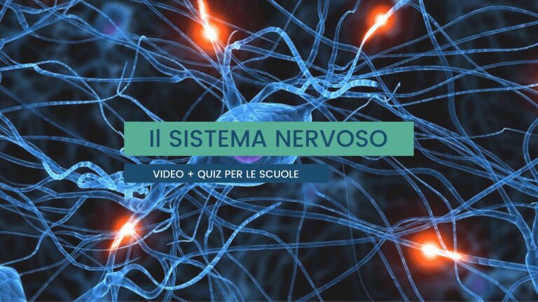 Quiz sul Sistema Nervoso