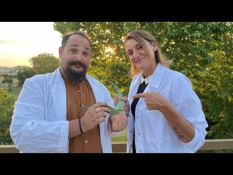 Corso Erboristeria Gratis: Impara le Basi delle Piante Medicinali