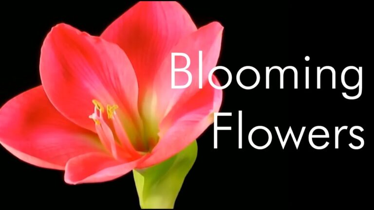 Fiori in Fiore: Guida alla Fioritura Ottimale