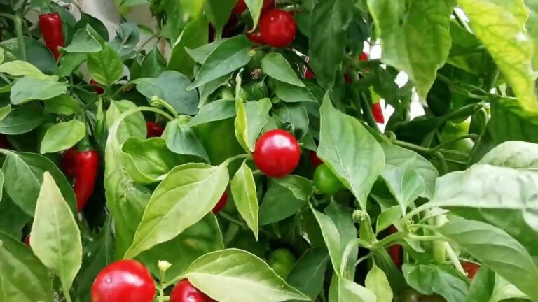 Guida alla Dieta Idroponica: Benefici e Suggerimenti